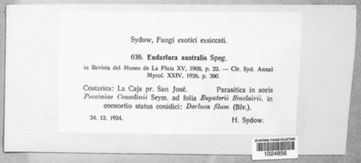 Eudarluca australis image